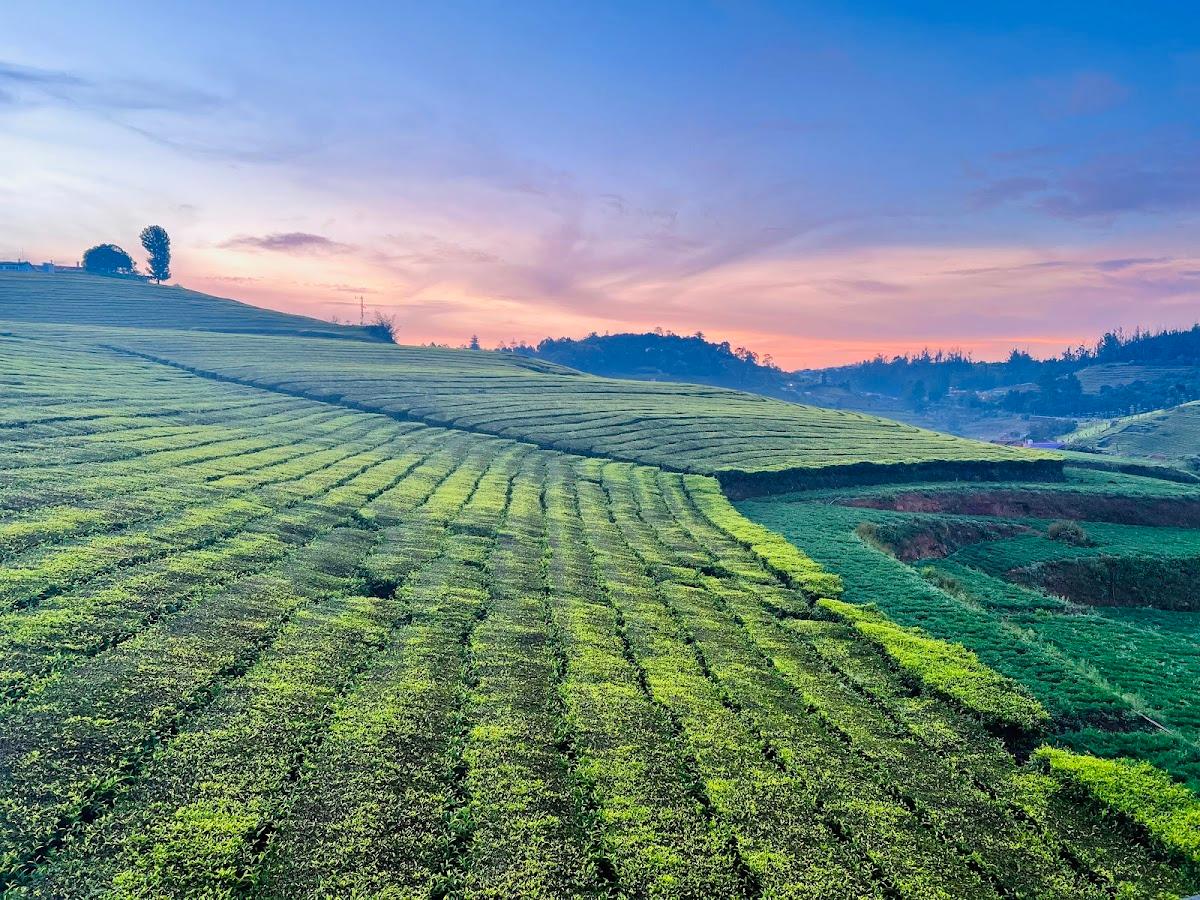 Tea Estate view Stay – photo 4