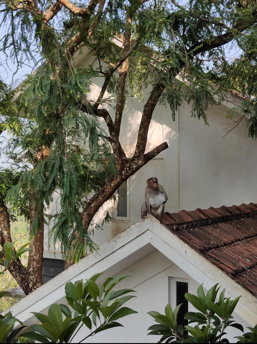 DAZZLE VILLA RESORT – photo 3
