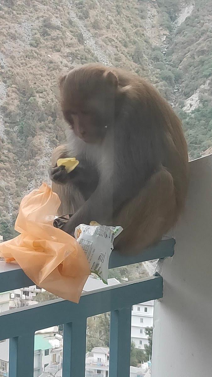 White Water Inn McLeodganj – photo 3