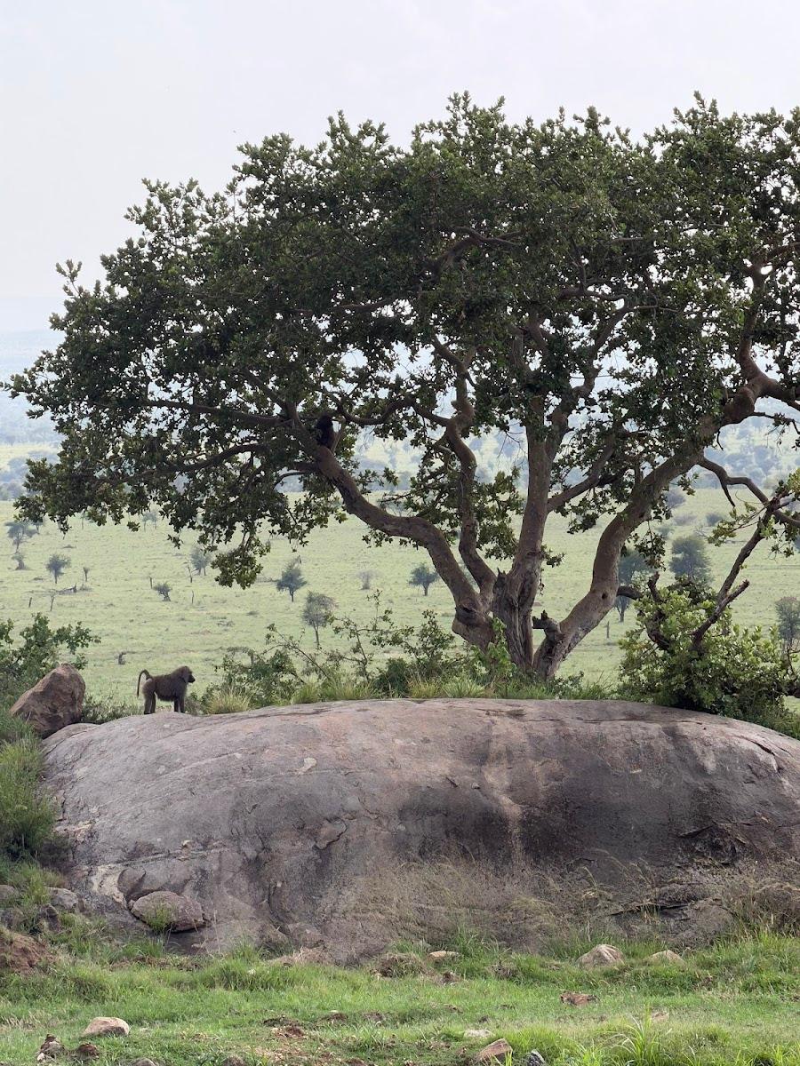 Four Seasons Safari Lodge Serengeti – photo 4